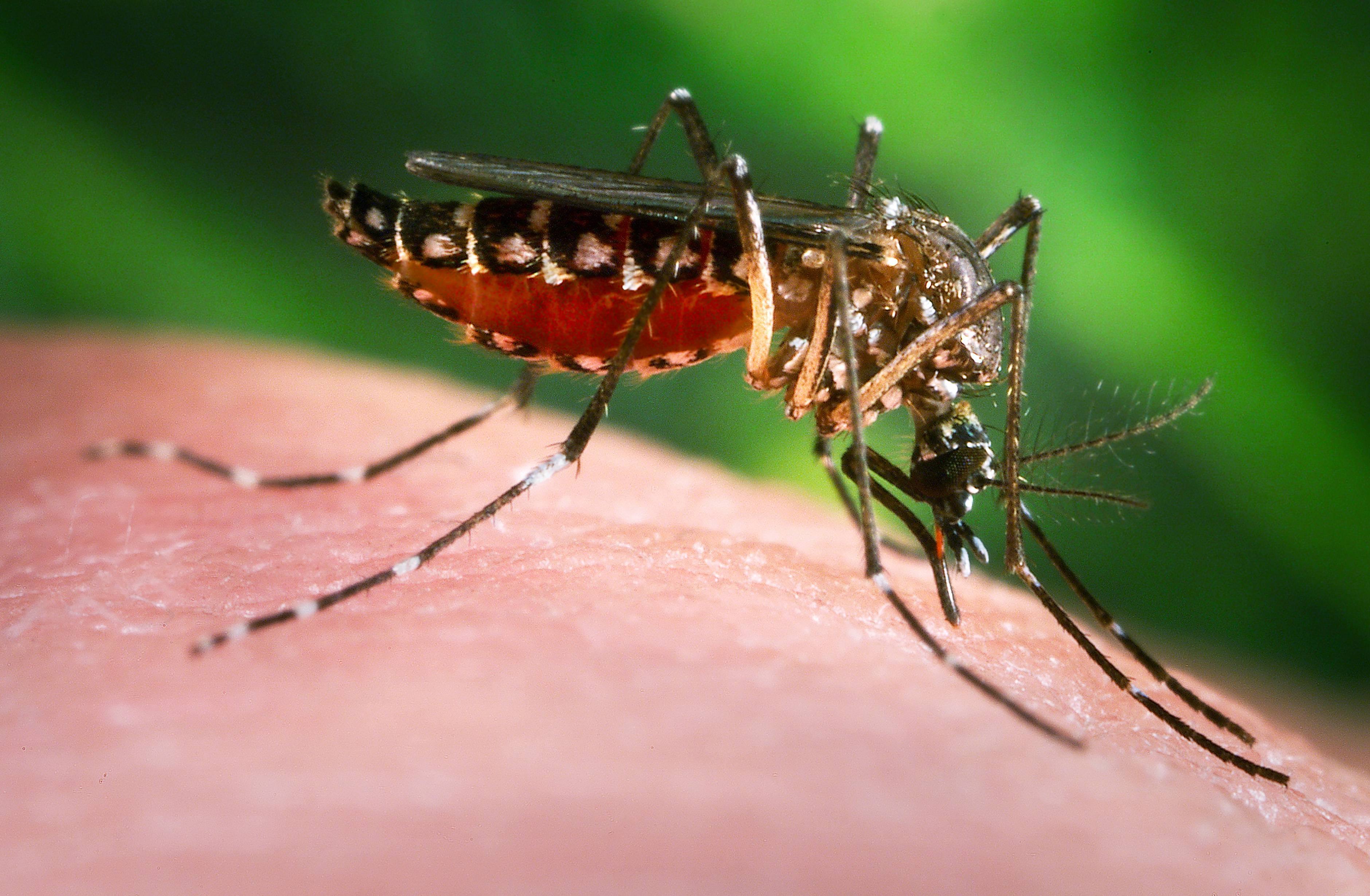 Stechmücke Aedes aegypti