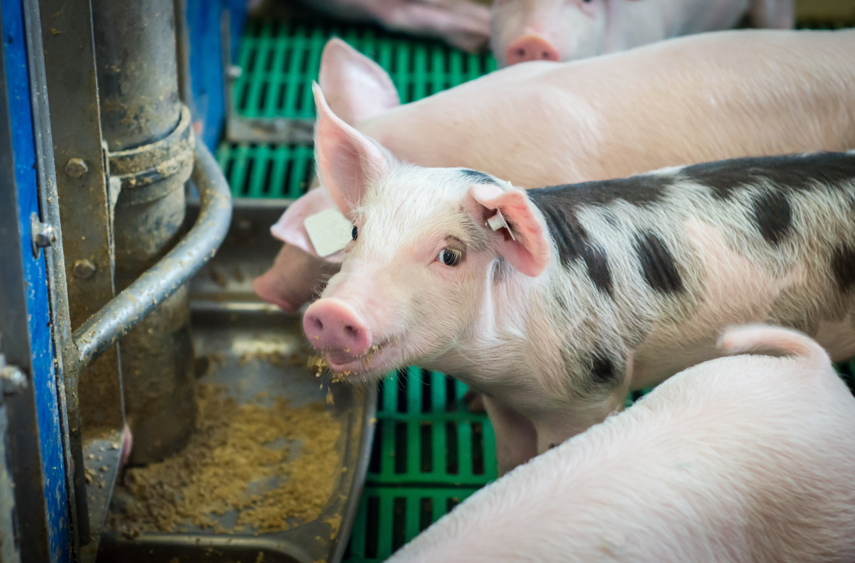 Schweine bei der Fütterung