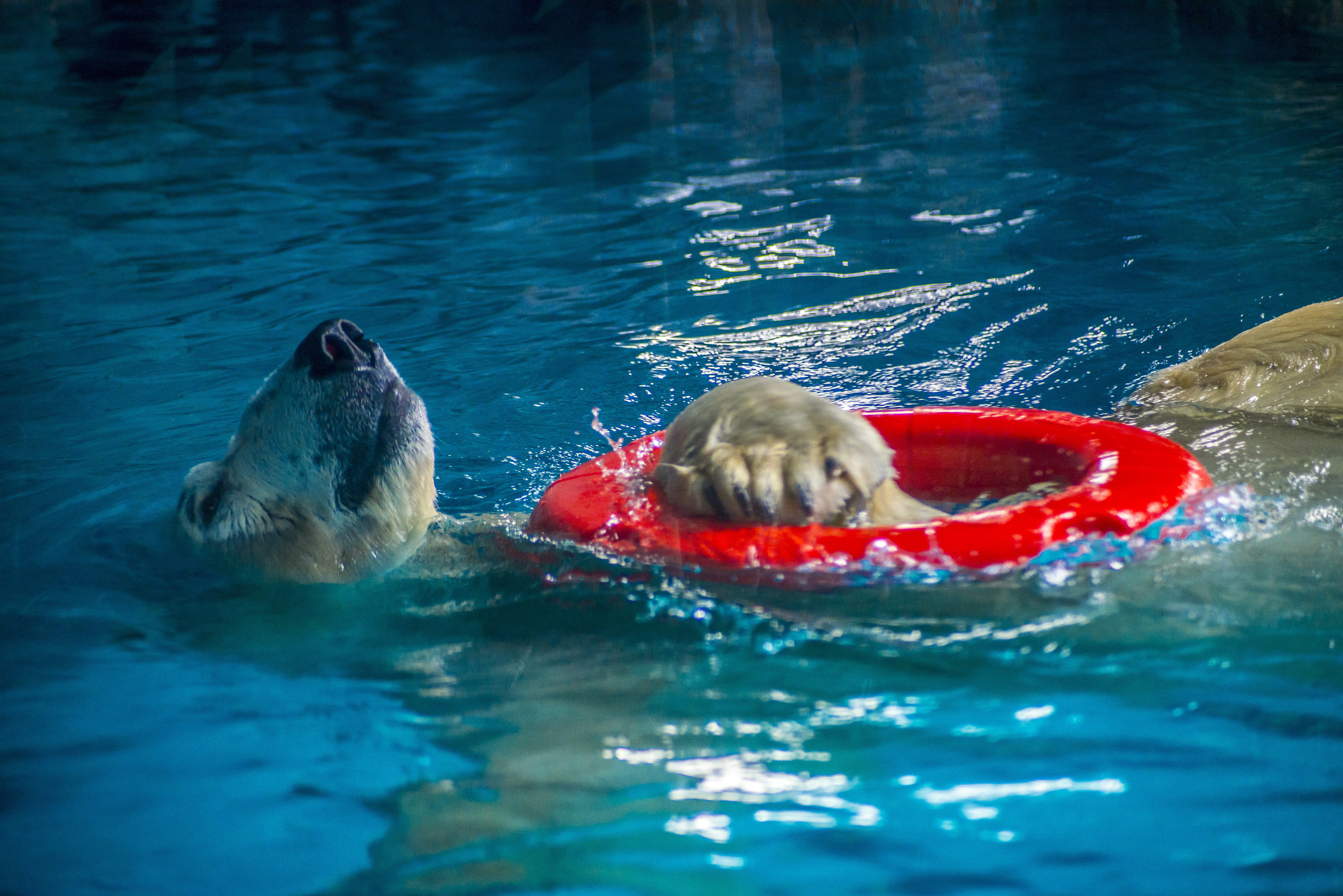Eisbär beim Baden